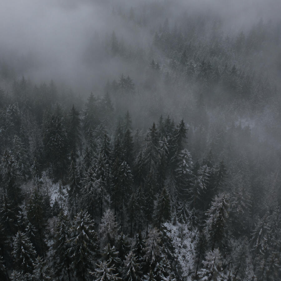 Foggy snow-capped pines